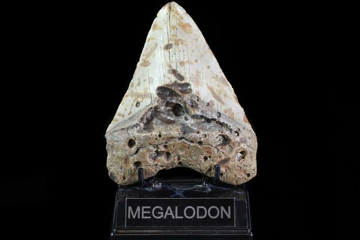 Bargain, Megalodon Tooth - North Carolina #82931